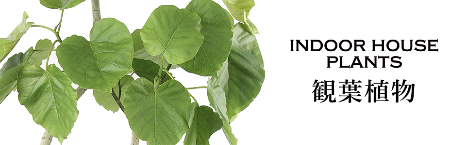 観葉植物 観葉植物