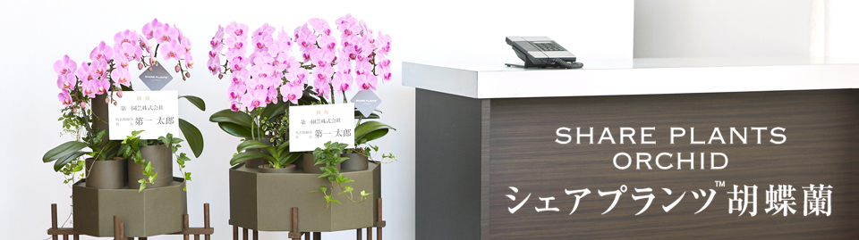 シェアプランツ胡蝶蘭 第一園芸法人向けオンラインショップ 法人企業様への胡蝶蘭 フラワーギフト Daiichi Engei Biz