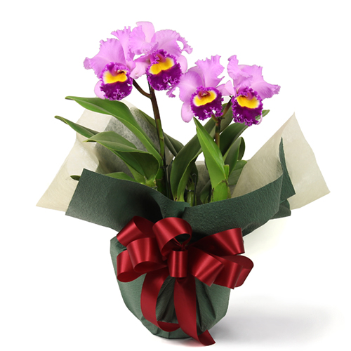 カトレア 4本立 法人企業様への胡蝶蘭 フラワーギフト Daiichi Engei Biz