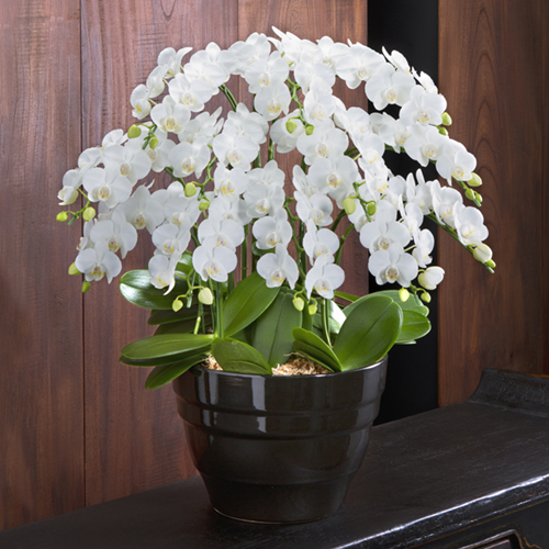 ミディ胡蝶蘭 白 12本立 法人企業様への胡蝶蘭 フラワーギフト Daiichi Engei Biz