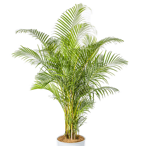観葉植物 アレカヤシ 10号白カバー 法人企業様への胡蝶蘭 フラワーギフト Daiichi Engei Biz 観葉植物 アレカヤシ 10号白カバー 法人企業様への胡蝶蘭 フラワーギフト Daiichi Engei Biz