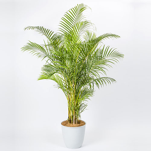 観葉植物 アレカヤシ 10号白カバー 法人企業様への胡蝶蘭 フラワーギフト Daiichi Engei Biz
