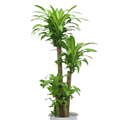 観葉植物「マッサン」10号白カバー