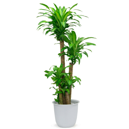観葉植物「マッサン」10号白カバー
