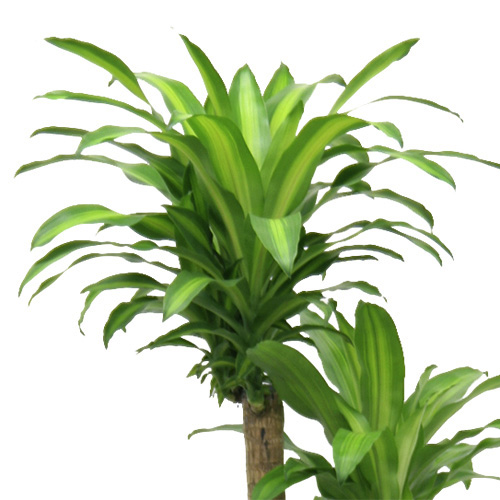 観葉植物「マッサン」10号白カバー