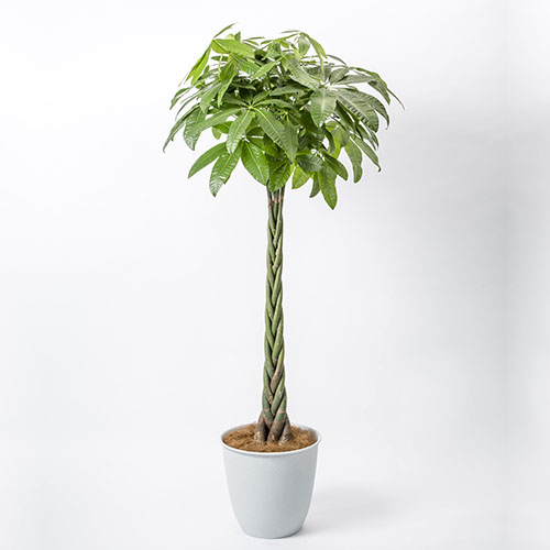 観葉植物「パキラ」10号白カバー