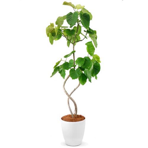 観葉植物 ウンベラータ 10号白カバー 法人企業様への胡蝶蘭 フラワーギフト Daiichi Engei Biz 観葉植物 ウンベラータ 10号白カバー 法人企業様への胡蝶蘭 フラワーギフト Daiichi Engei Biz