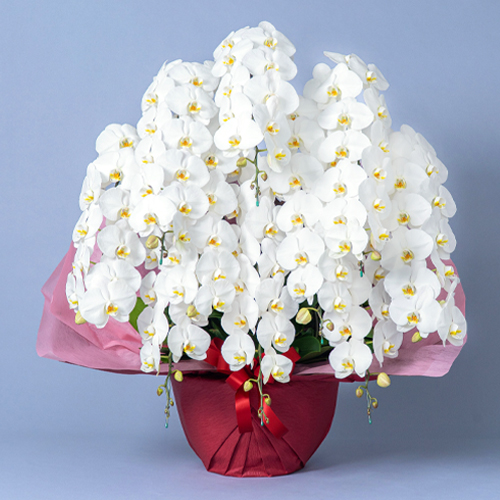 特選胡蝶蘭　白　10本立