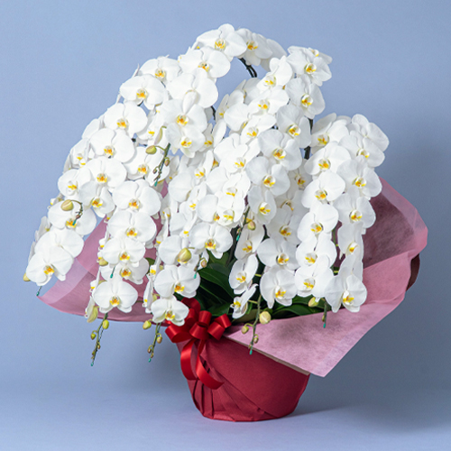 特選胡蝶蘭　白　10本立