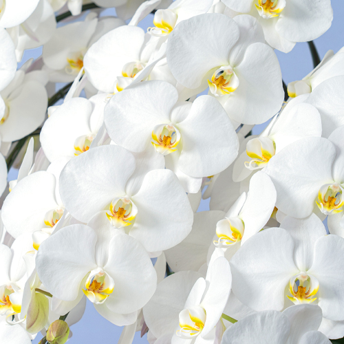 特選胡蝶蘭　白　10本立
