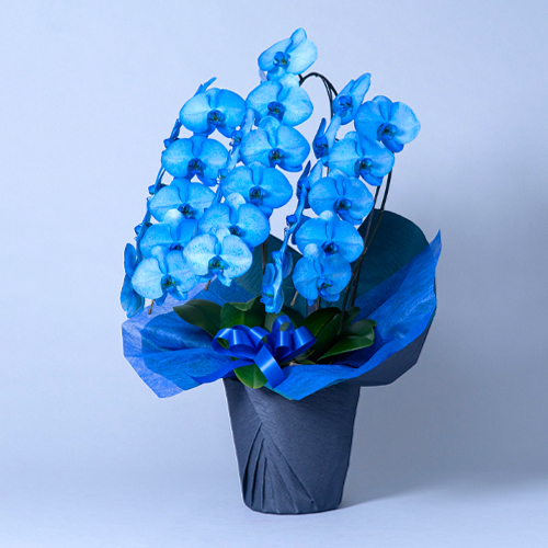 カラー胡蝶蘭（染め）青　3本立