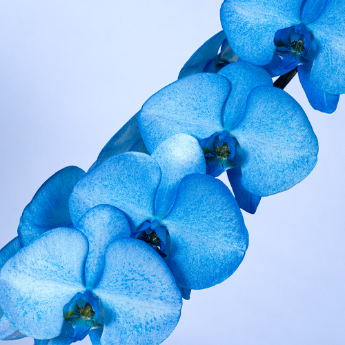 カラー胡蝶蘭（染め）青　3本立