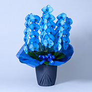 カラー胡蝶蘭（染め）青　3本立