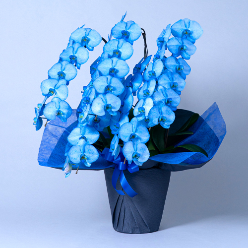 カラー胡蝶蘭（染め）青　5本立