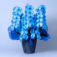 カラー胡蝶蘭（染め）青　5本立