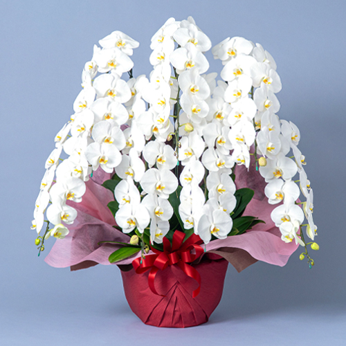 特選胡蝶蘭　白　7本立