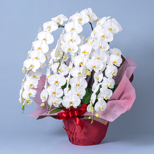 特選胡蝶蘭　白　7本立