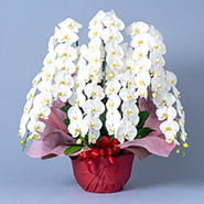 特選胡蝶蘭　白　7本立