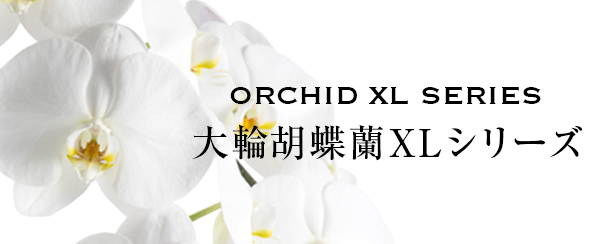 法人企業様への胡蝶蘭 フラワーギフト Daiichi Engei Biz 法人企業様への胡蝶蘭 フラワーギフト Daiichi Engei Biz
