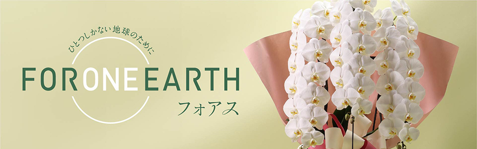 環境にやさしい胡蝶蘭 フォアス