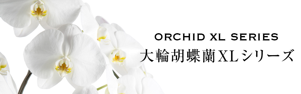 大輪胡蝶蘭XLシリーズ 大輪胡蝶蘭XLシリーズ