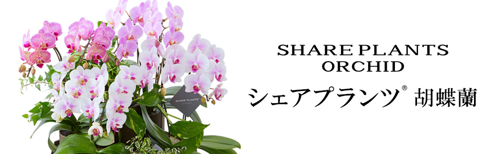 シェアプランツ胡蝶蘭 シェアプランツ胡蝶蘭